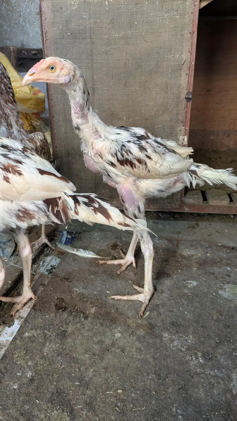 Aseel White Cheenay Murghay Aur Murghiya — photo 2