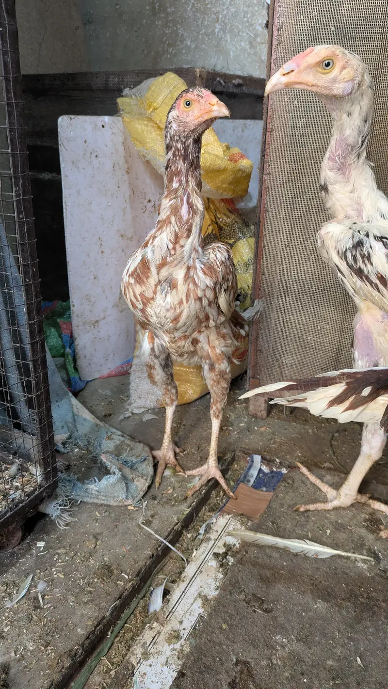Aseel White Cheenay Murghay Aur Murghiya — photo 3