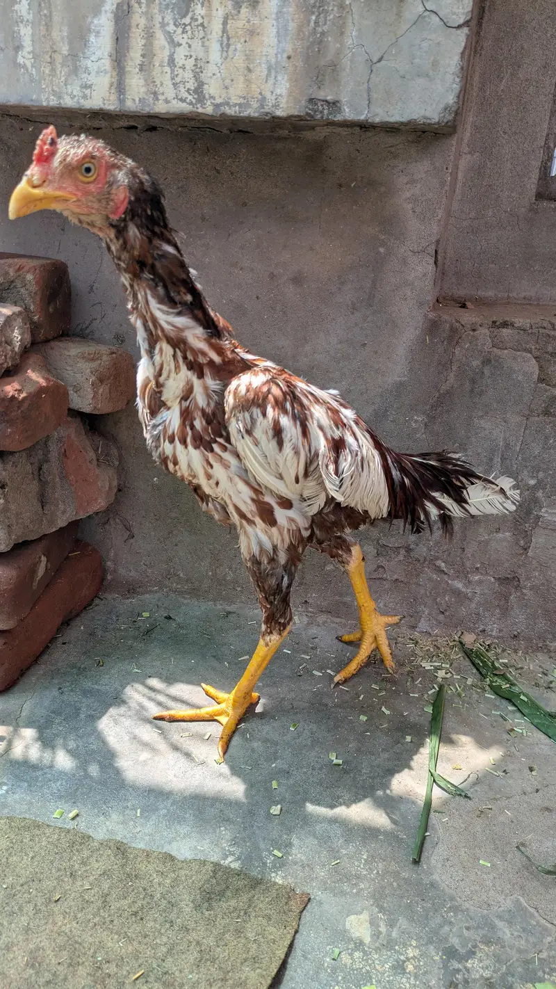 Aseel White Cheenay Murghay Aur Murghiya — photo 8