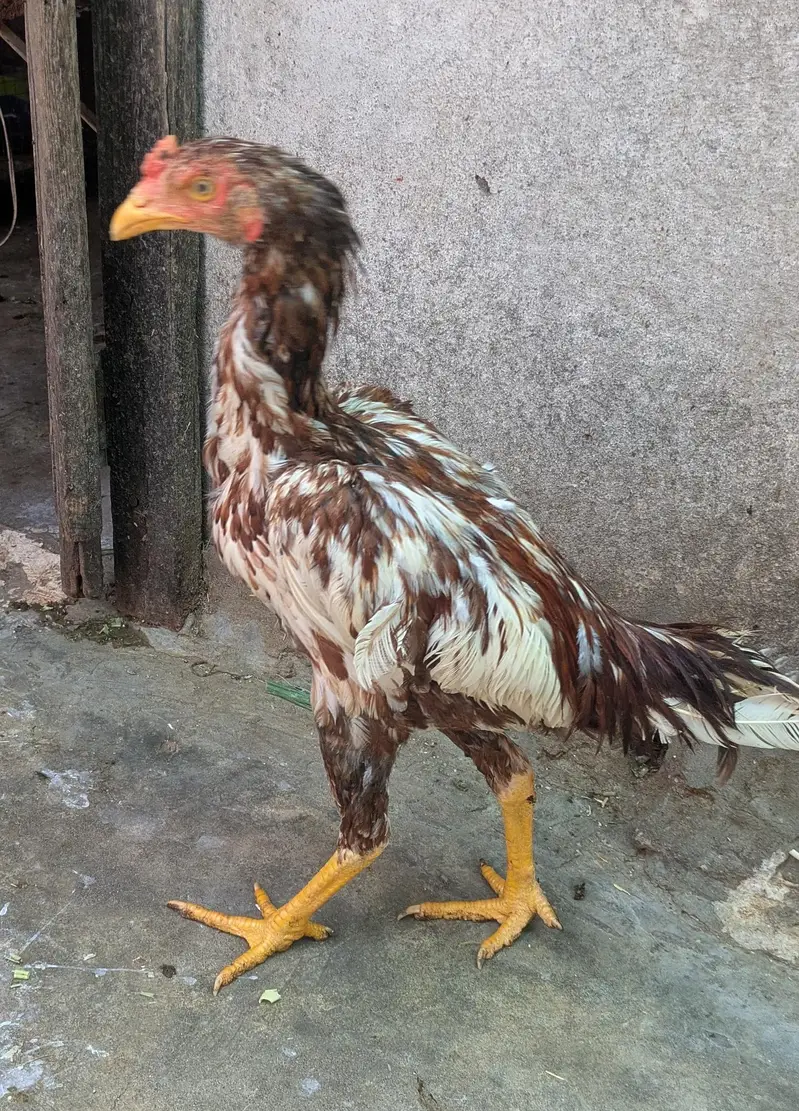 Aseel White Cheenay Murghay Aur Murghiya — photo 9