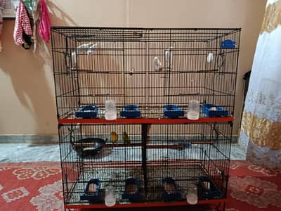 4 pair total 2 Albino 1 fisher 1 lotino