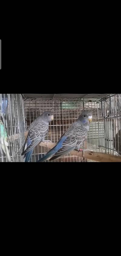 combo working birds