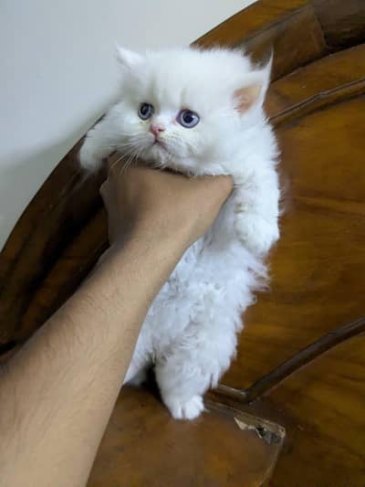 Persian cat for sale