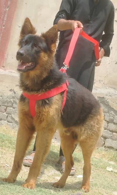 German Shepherd long coat Dog | German Shepherd.  | GSD | Dog For Sale