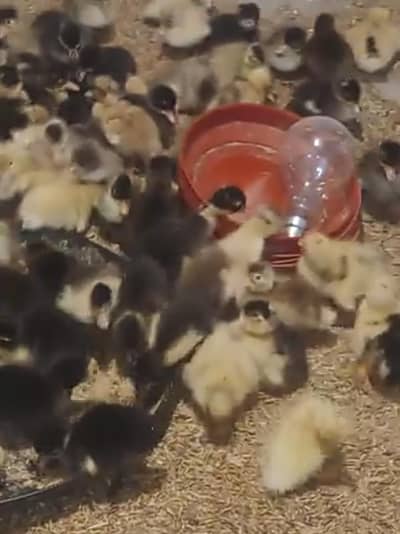 Duck chiks for sell active and healthy