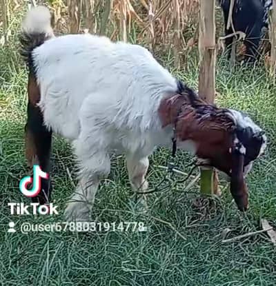 Female goat or bakra abailable