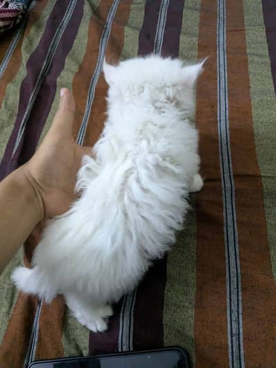 Persian female cat