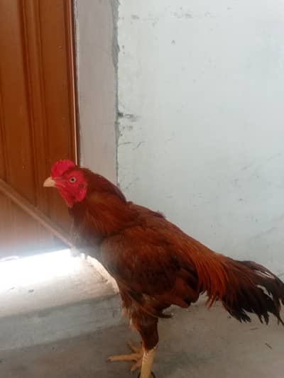 Aseel murgha for sale
