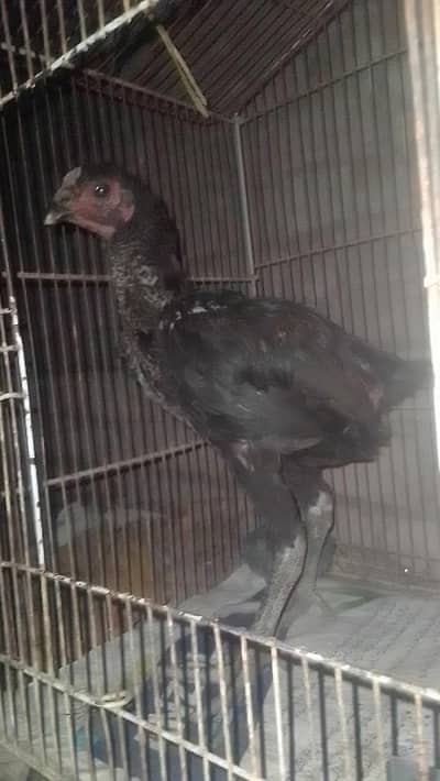 Thai chicks