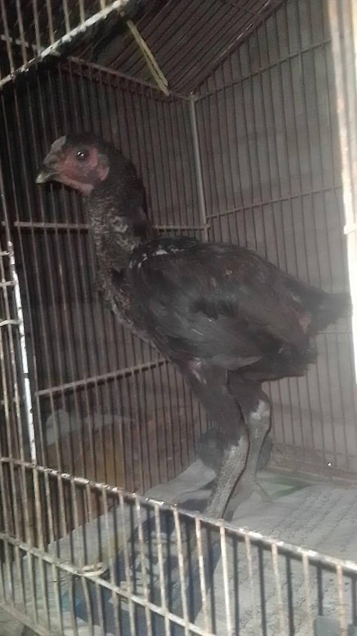 Thai chicks 0