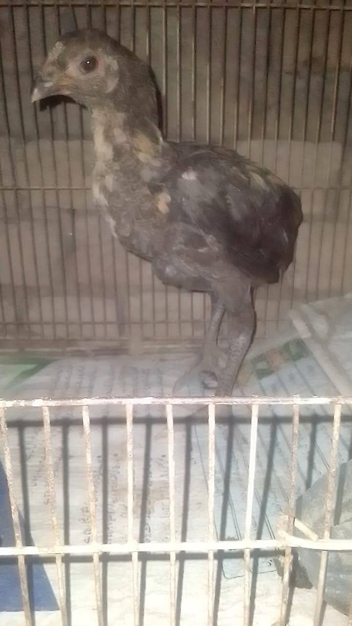 Thai chicks 2