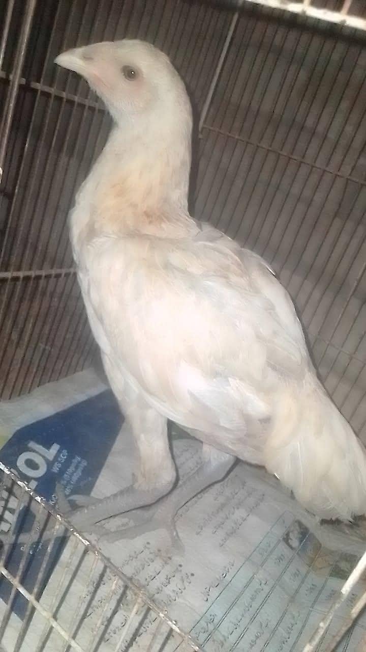Thai chicks 4