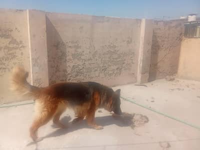 friendly and family dog