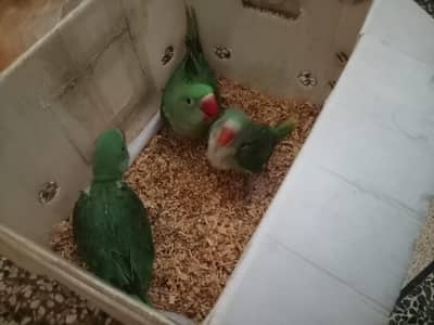 Raw chicks for sale