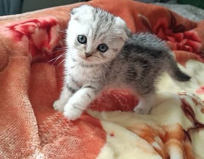 Scotish Fold Male Kitten
