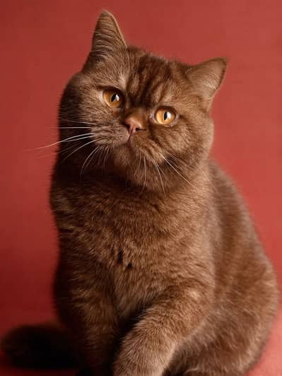 BRITISH SHORT HAIR CHOCLATE COLOER KITTEN AVAILABLE