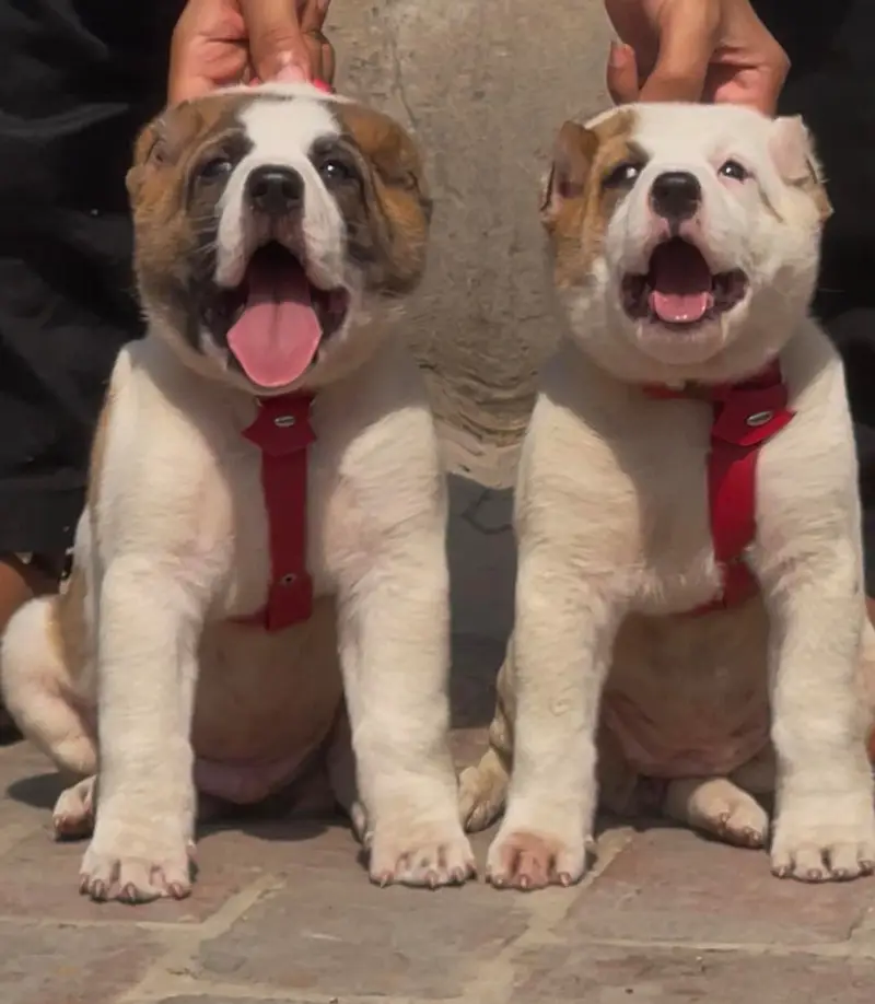 alabai security dog 2 month pair for sale — photo 2