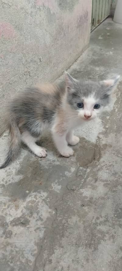 Turkish baby cats