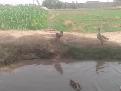 different breed ducks