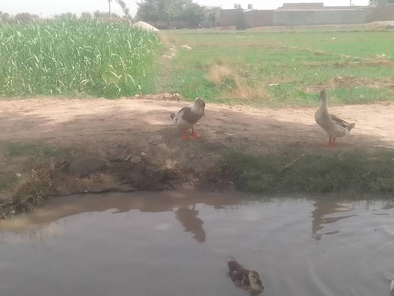 different breed ducks 0