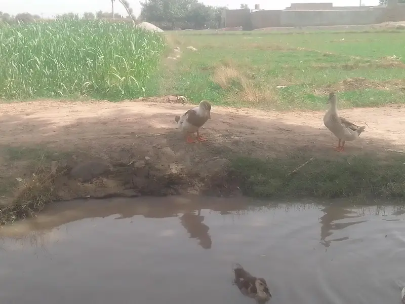 different breed ducks