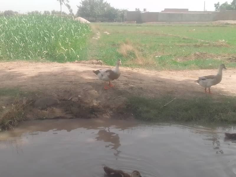 different breed ducks 1