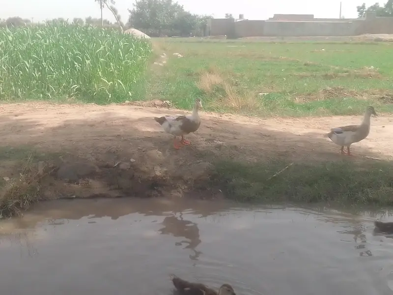 different breed ducks — photo 2
