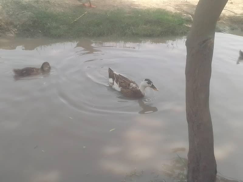 different breed ducks 2