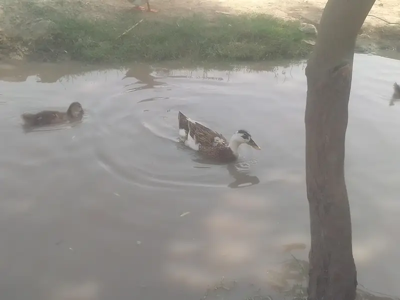 different breed ducks — photo 3