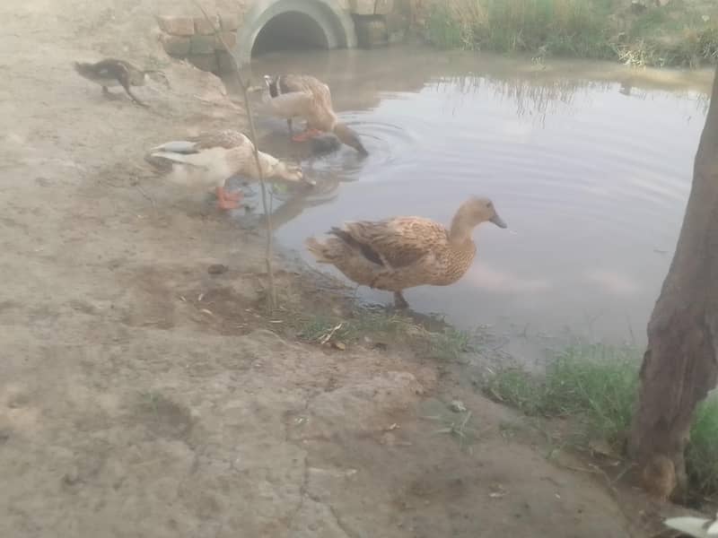 different breed ducks 3