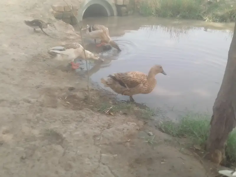 different breed ducks — photo 4