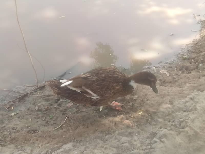 different breed ducks 4