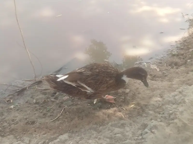 different breed ducks — photo 5