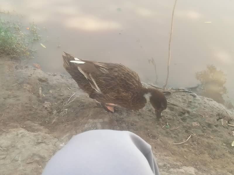 different breed ducks 5