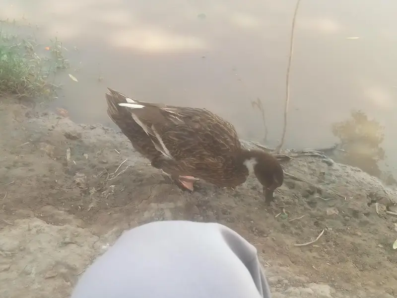 different breed ducks — photo 6