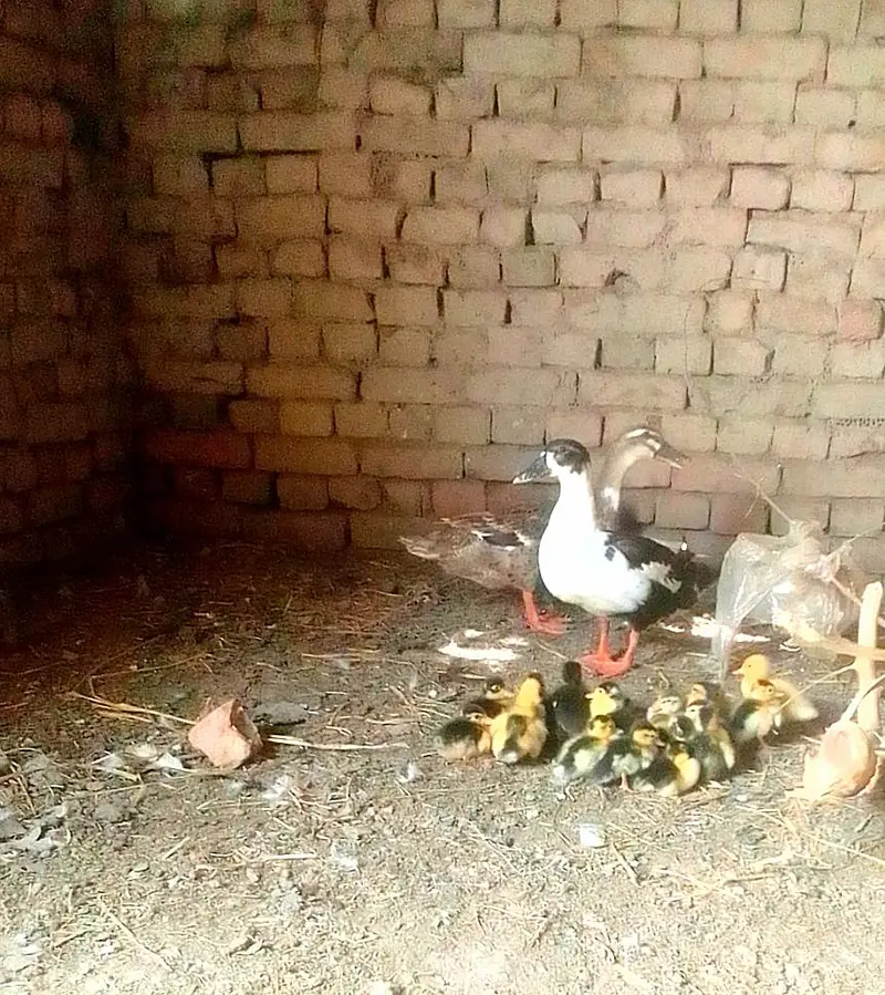 different breed ducks — photo 7