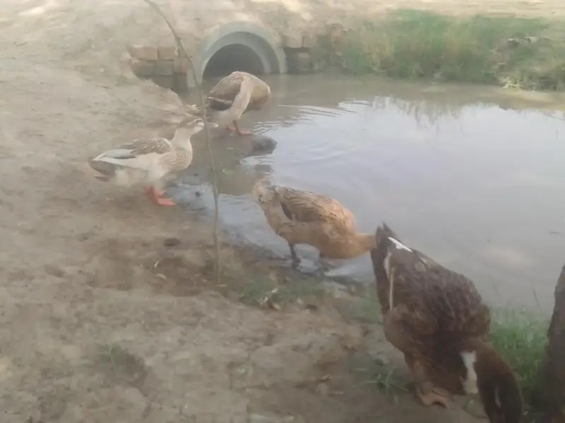 different breed ducks — photo 8