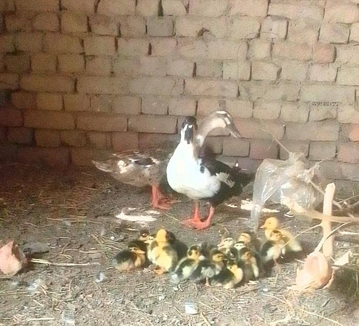 different breed ducks 8