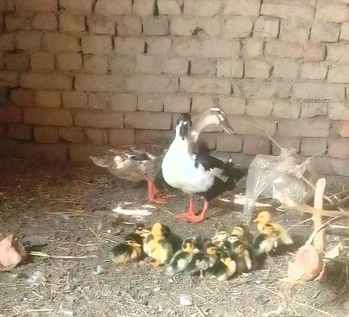 different breed ducks — photo 9