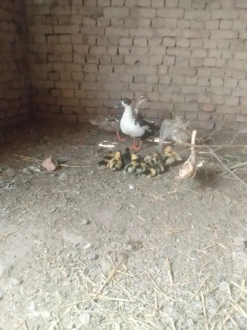 different breed ducks — photo 10