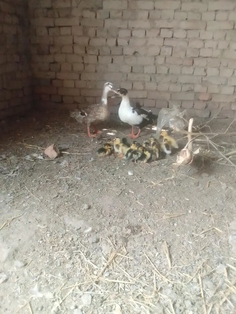 different breed ducks — photo 11
