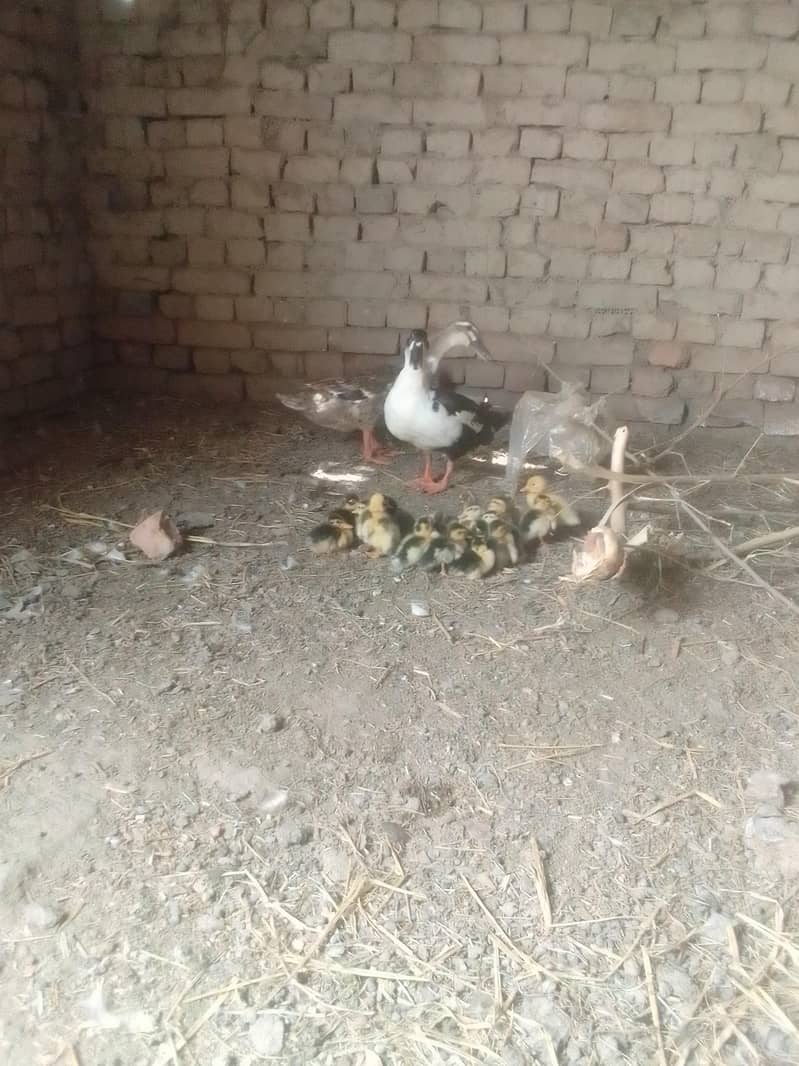 different breed ducks 11
