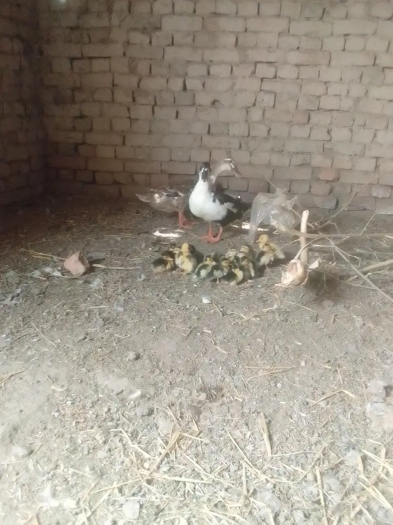 different breed ducks — photo 12