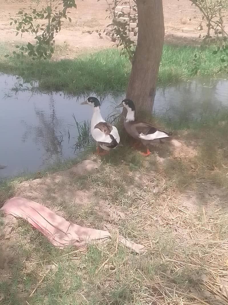 different breed ducks 12