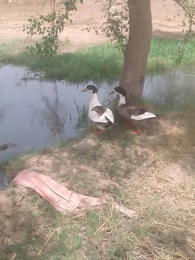 different breed ducks 13
