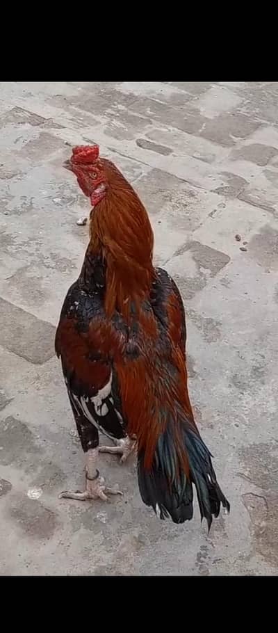 mianwali breed