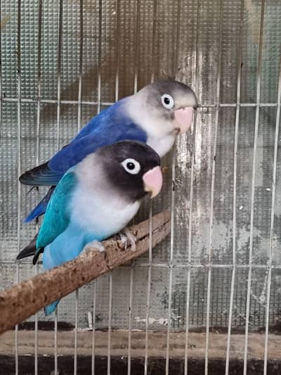 love birds and budgies