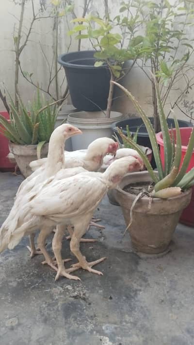 Pure Heera White Aseel