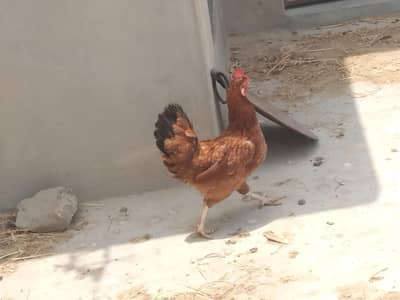 Ghar ki Pali hui murga aur murgi 2 murgi aur 1 murga aur aik bacha