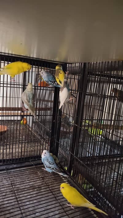 Australian birds